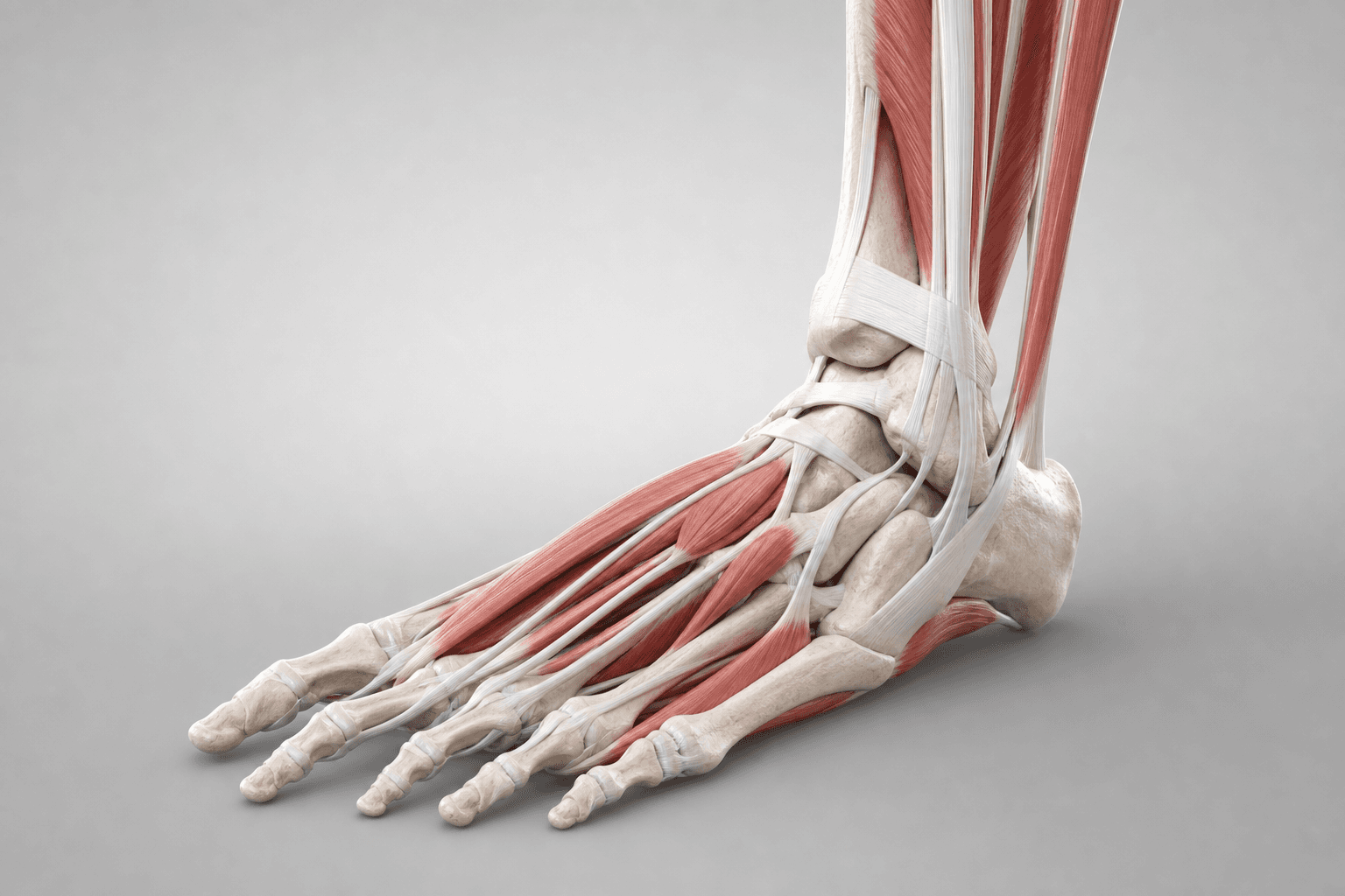 Anatomie plantară — structura piciorului și arcurile de sprijin