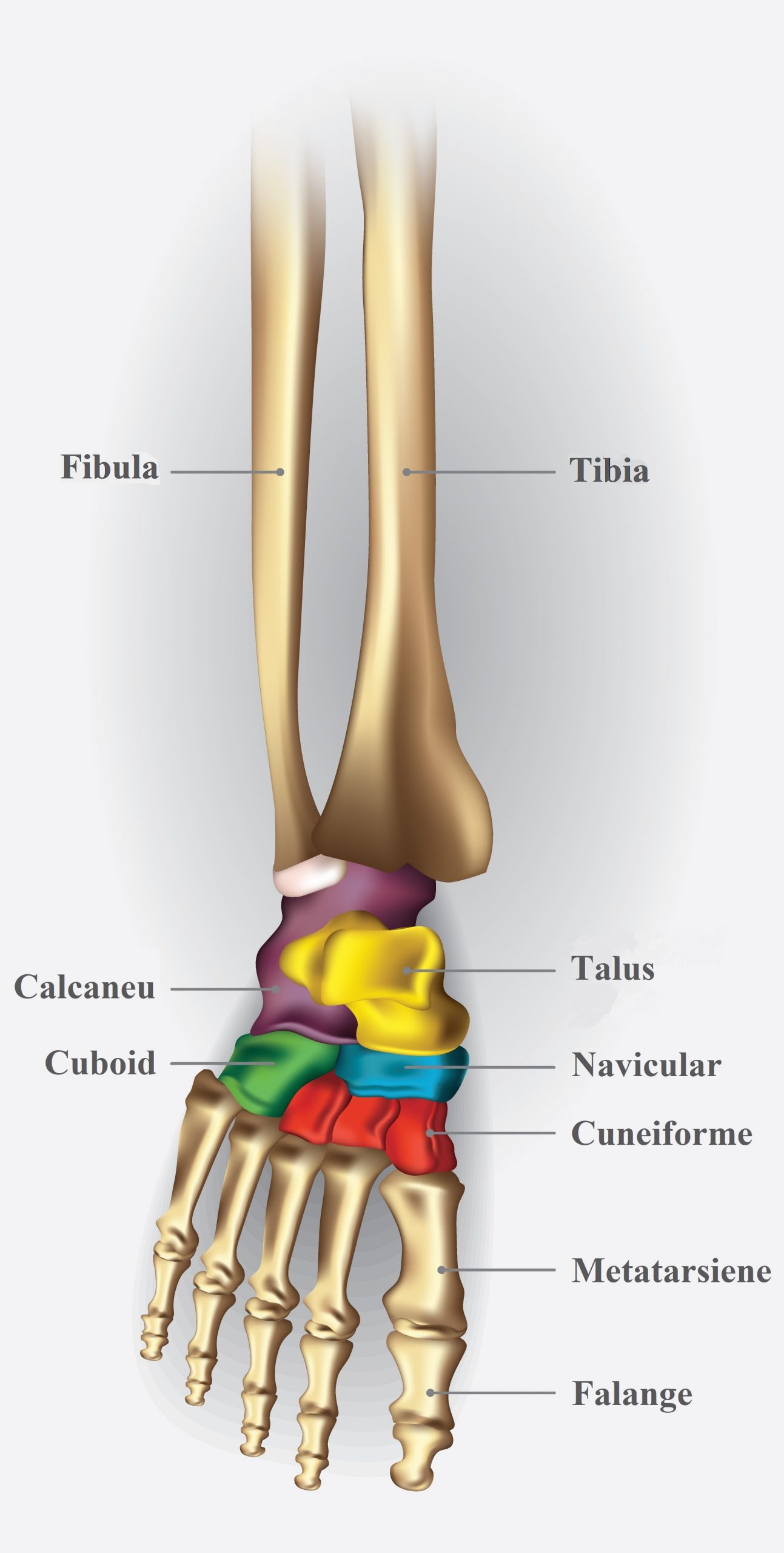 mușchii și articulațiile piciorului doare