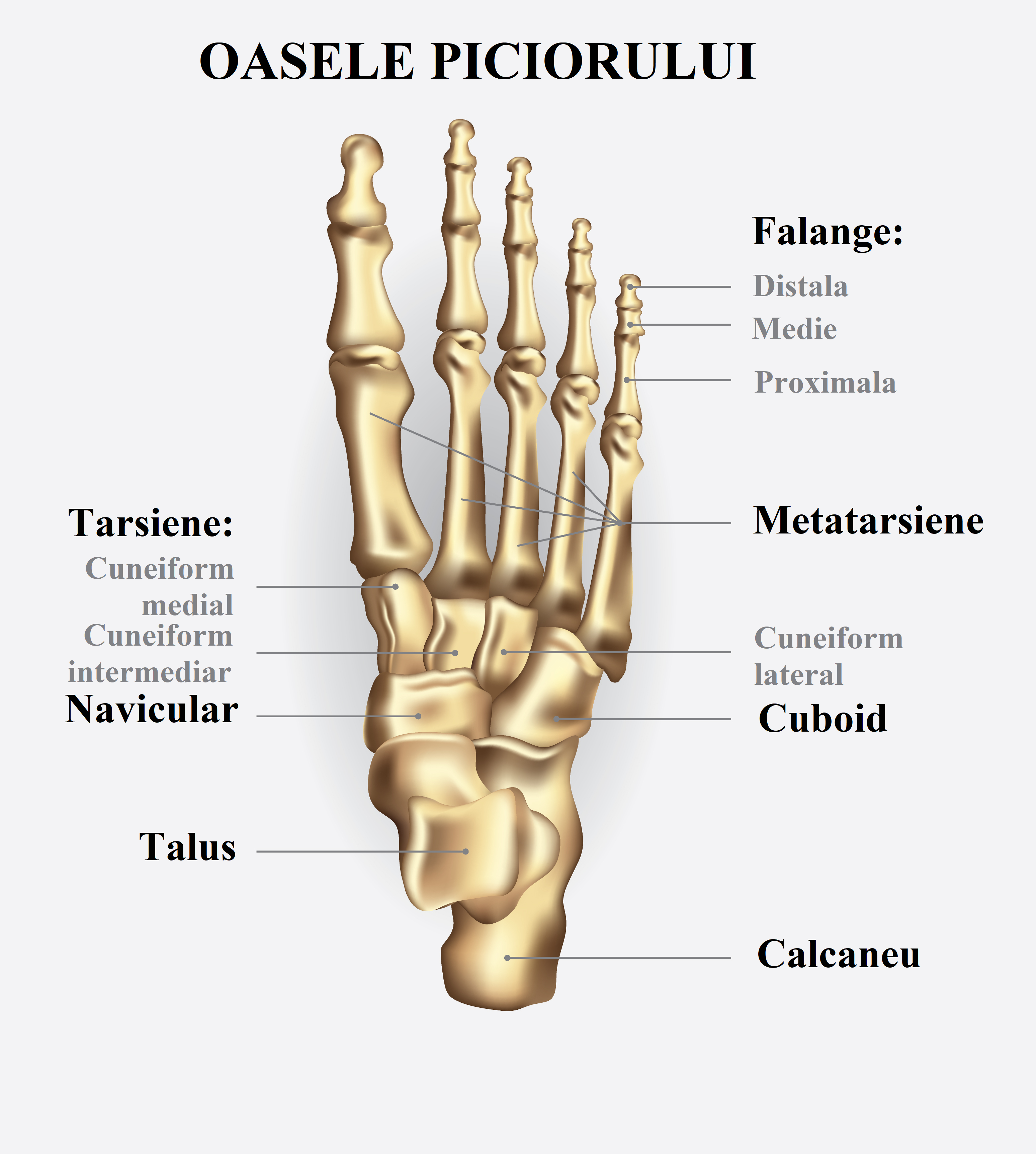 anatomia piciorului boli și leziuni ale semnelor articulațiilor picioarelor